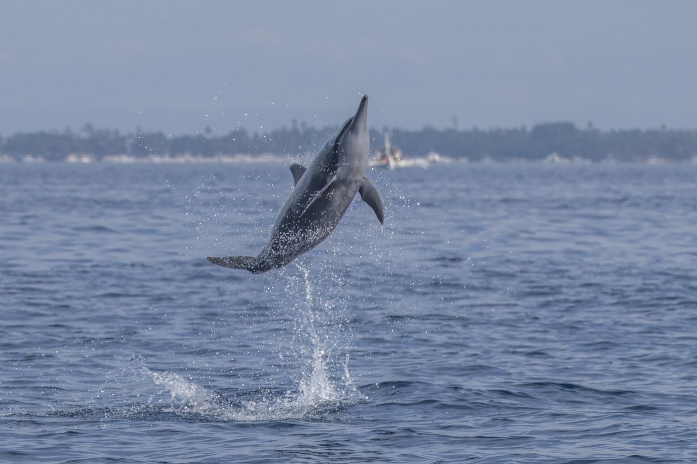 A spinner dolphin, the species seen in Puerto Princesa Bay